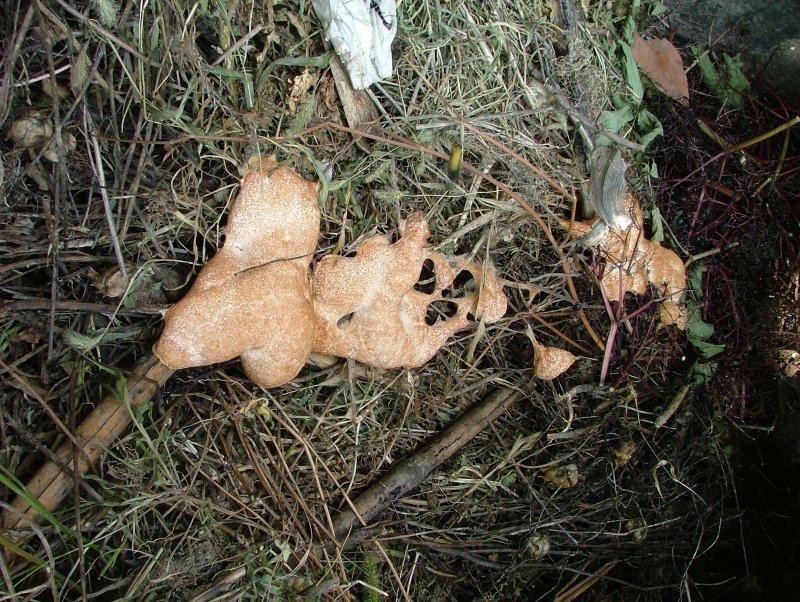 Physarum Polycephalum?